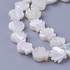 Shell Beads Strands SSHEL-E571-25-1