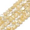 Natural Trochus Shell Beads Strands BSHE-P033-02-1