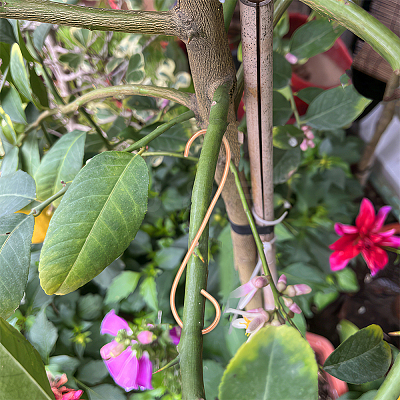 Copper Plant Growth Support DIY-NB00006-1