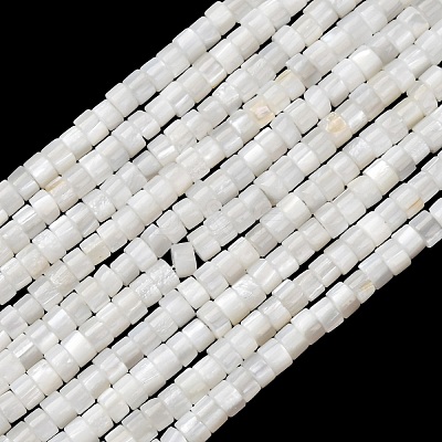 Natural Freshwater Shell Beads Strands X-SHEL-K006-72C-1
