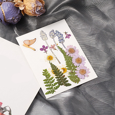 Pressed Dried Flowers DIY-YWC0001-94-1