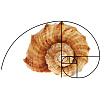 2Pcs 2 Styles Golden Ratio Plastic Fibonacci Composition View Finder AJEW-DR0001-86-5