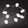 Natural Trochid Shell/Trochus Shell Beads Strands SSHEL-K009-12-2