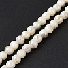 Natural Freshwater Shell Beads Strands SHEL-C003-10-2