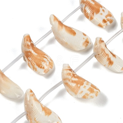 Natural Shell Beads Strands SHEL-K009-12-1