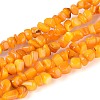 Natural Freshwater Shell Beads Strands SHEL-N037-04G-1