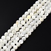 Natural White Shell Bead Strands SSHEL-N003-144C-01-1