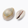 Natural Cowrie Shell Beads X-SSHEL-T004-04-2
