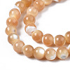 Natural Trochid Shell/Trochus Shell Beads Strands SSHEL-S266-024-3