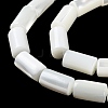 Natural Trochus Shell Beads Strands X-BSHE-Z003-18-3