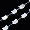 Natural White Shell Beads Strands SSHEL-S278-124A-1