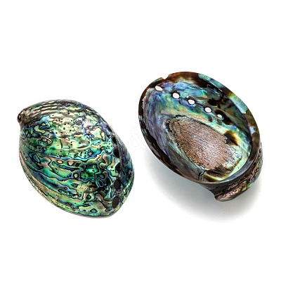 Natural Abalone Shell/Paua ShellDecoration X-SSHEL-F0005-01-1