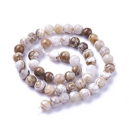Natural America Petrified Wood Beads Strands G-P430-08-C-1