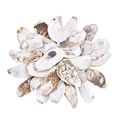 30Pcs 3 Styles Oyster Shell DIY-PH0029-34-1