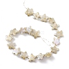 Drawbench Style Natural Freshwater Shell Beads Strands BSHE-E028-04-2