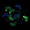 UV Plating Transparent Acrylic Beads SACR-L005-09-2