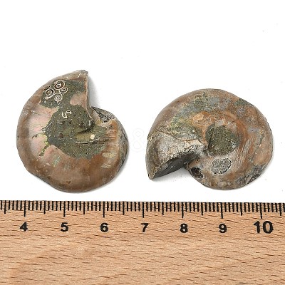 Natural Conch Fossil Cabochons SHEL-G021-01-1