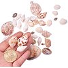 Natural Mixed Style Cowrie Cowry Seashells Oval Spiral Shells with Holes for Jewelry Making BSHE-PH0003-04-2