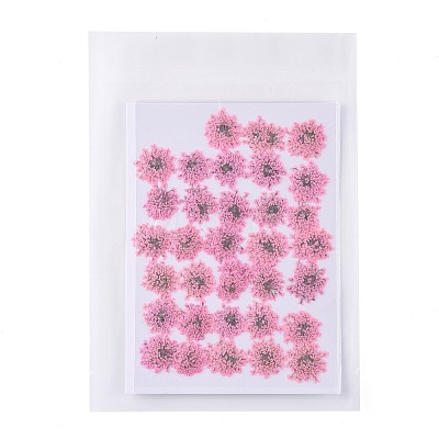 Pressed Dried Flowers DIY-K032-58G-1