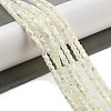 Natural Trochid Shell/Trochus Shell Beads Strands BSHE-G038-01-2