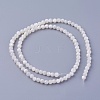 Shell Beads Strands SSHEL-E571-39-4mm-2