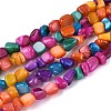 Natural Freshwater Shell Beads Strands SHEL-N037-04B-1