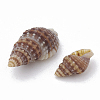 Sea Shell Beads SSHEL-S258-03-2