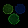 Luminous Transparent Resin Decoden Cabochons CRES-F032-B01-2