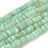 Dyed Natural Freshwater Shell Beads Strands X1-BSHE-G039-07E-1