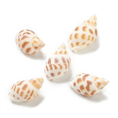 Natural Spiral Shell Beads BSHE-H015-05-1