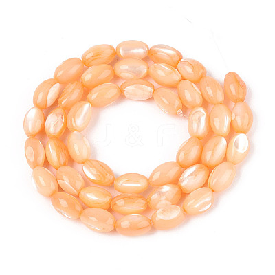 Natural Trochus Shell Beads Strands SHEL-K006-19-01G-1