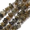 Natural Labradorite Beads Strands G-P332-23-2