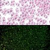Luminous Glass Seed Beads X1-SEED-A033-07N-2