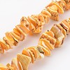 Natural Shell Bead Strands BSHE-P010-06-1