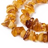 Natural Amber Chip Beads Strands G-E271-81-2