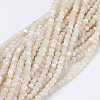 Natural Shell Beads Strands G-E354-03-2