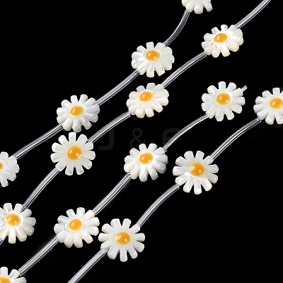 Natural Trochus Shell Beads Strands BSHE-E030-06A-1