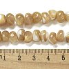 Natural Trochus Shell Beads Strands BSHE-G039-01A-4