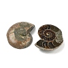 Natural Conch Fossil Cabochons SHEL-G021-01-2